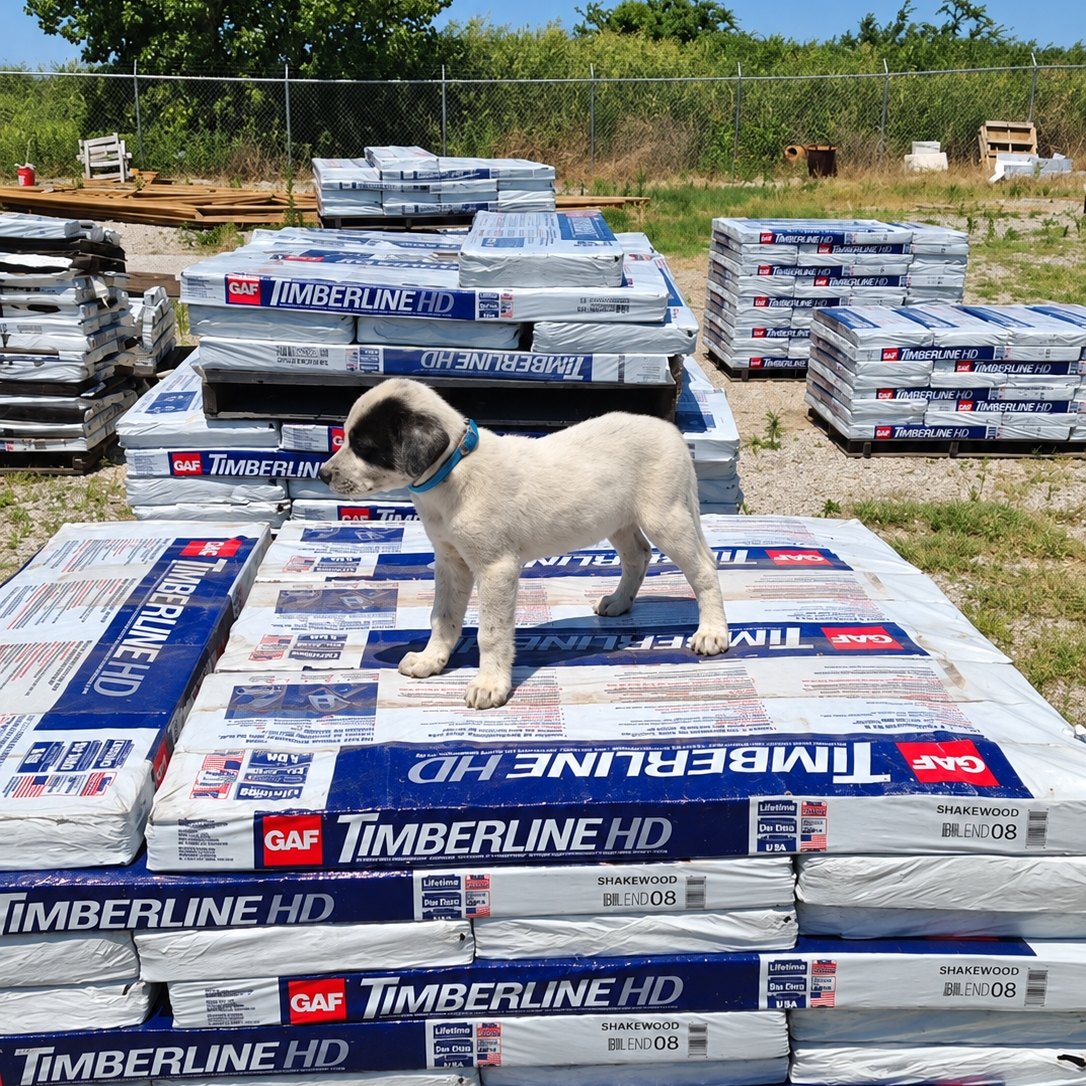 The yard dog standing on stacked pallets in the Lakeside Metal yard